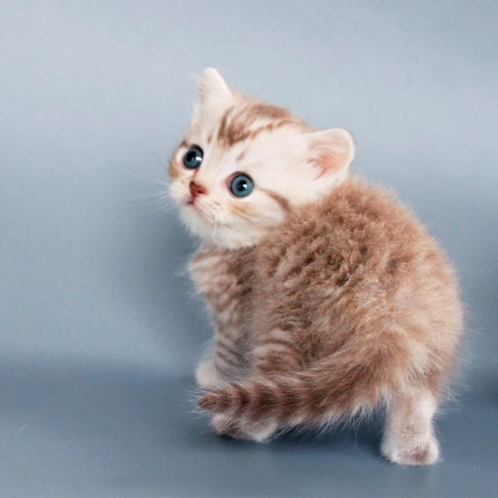Rim British Shorthair Kittens | Kitten for sale. 