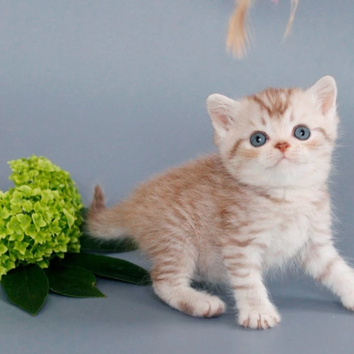 Rim British Shorthair Kittens | Kitten for sale. 