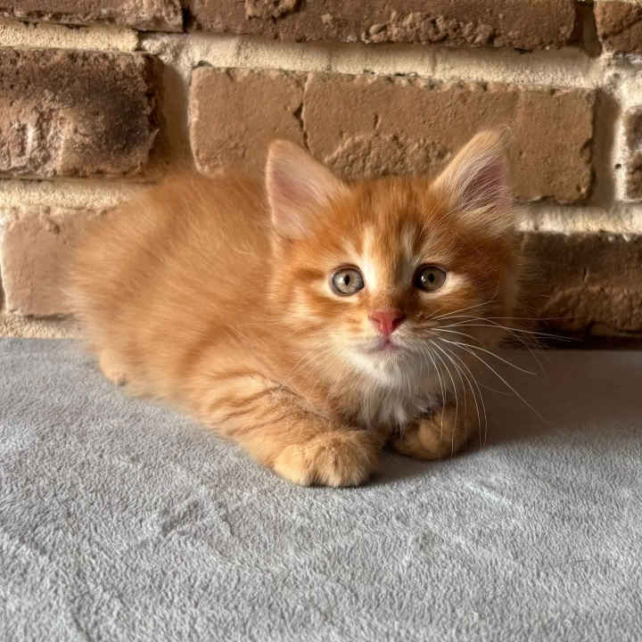 Domira Maine Coon Kittens | Kitten for sale. 