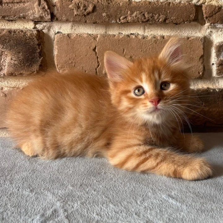 Domira Maine Coon Kittens | Kitten for sale.
