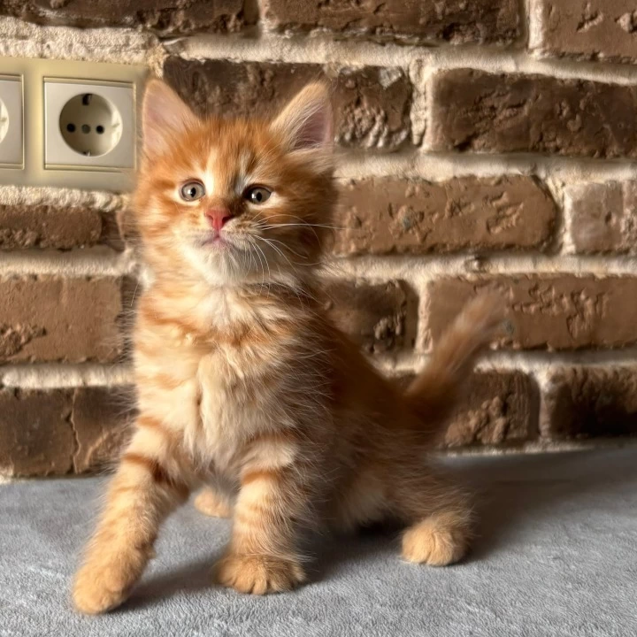 Domira Maine Coon Kittens | Kitten for sale.