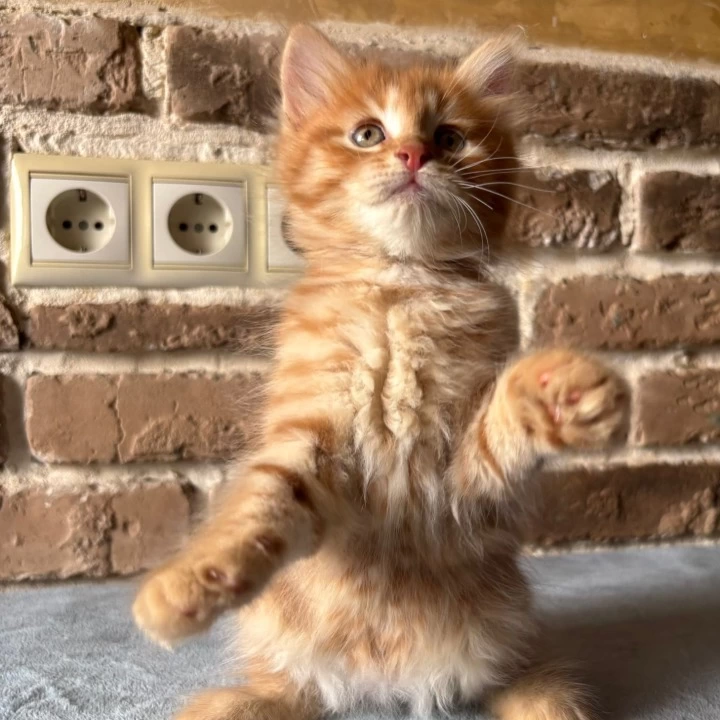 Domira Maine Coon Kittens | Kitten for sale.