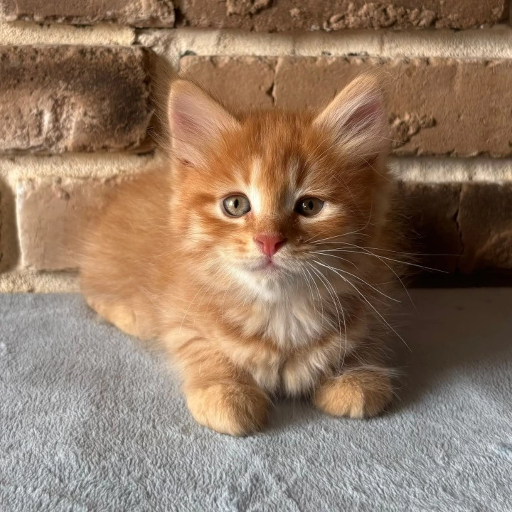 Domira Maine Coon Kittens | Kitten for sale. 