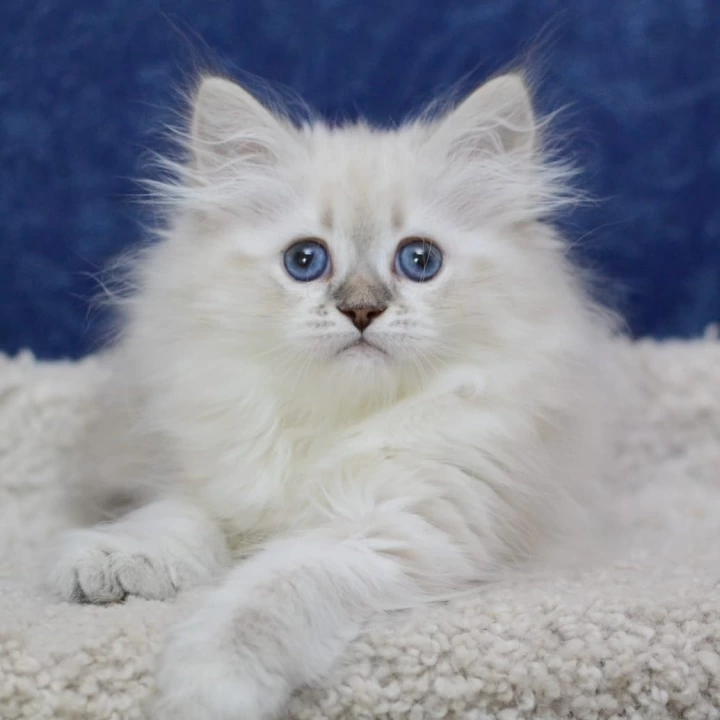 Ulisa Siberian Kittens | Large selection of kittens. 