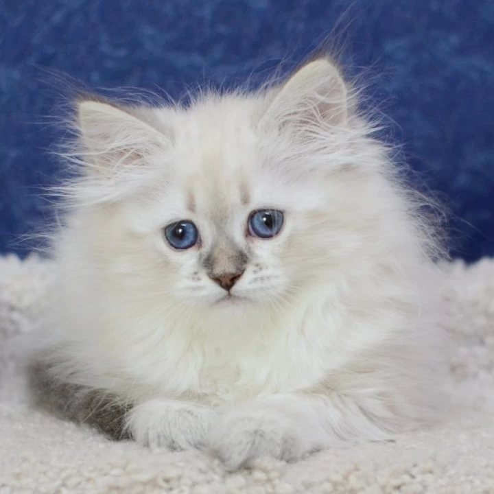 Ulisa Siberian Kittens | Large selection of kittens. 
