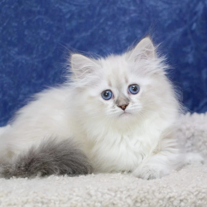 Ulisa Siberian Kittens | Large selection of kittens. 