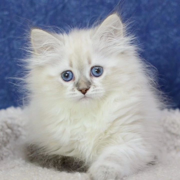 Ulisa Siberian Kittens | Large selection of kittens. 
