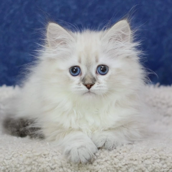 Ulisa Siberian Kittens | Large selection of kittens. 