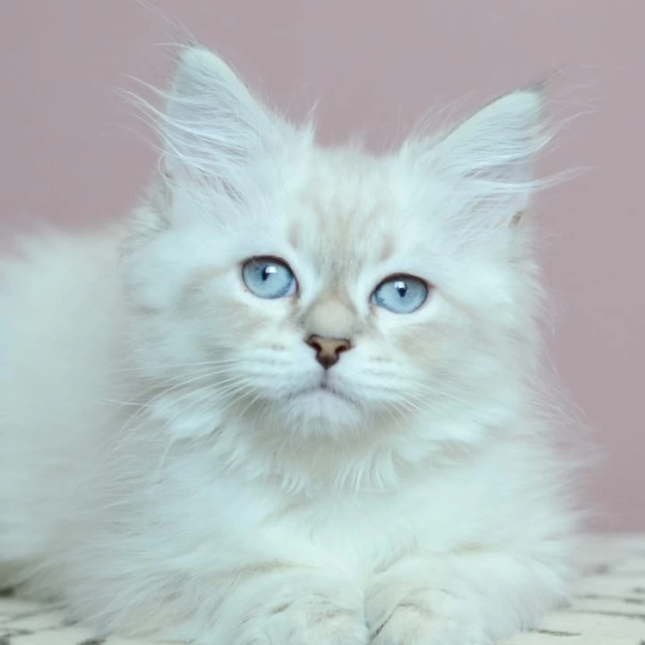 Ul'yana Siberian Kittens | Large selection of kittens. 