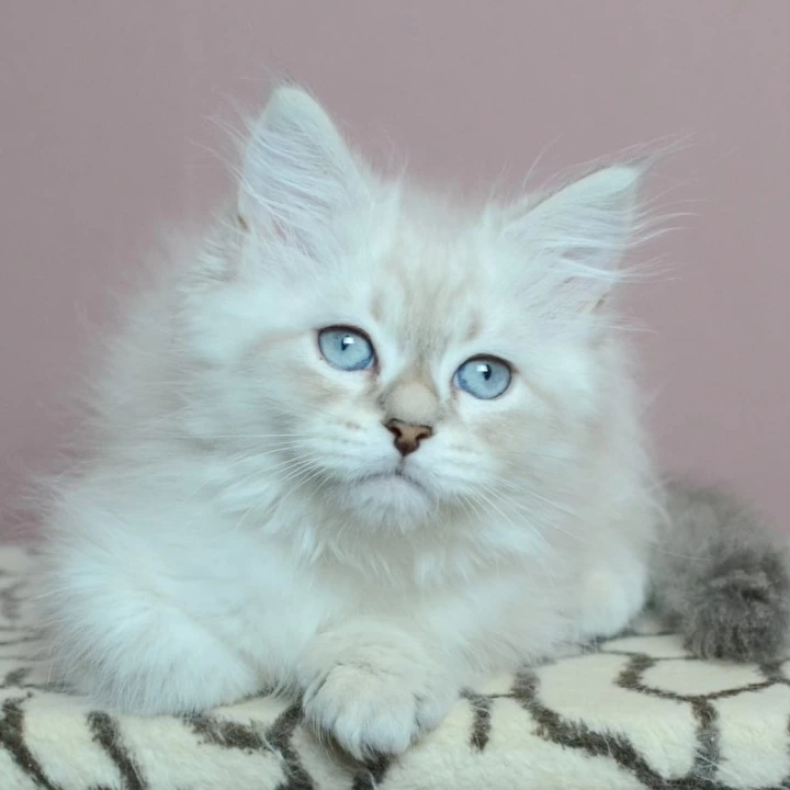Ul'yana Siberian Kittens | Large selection of kittens. 