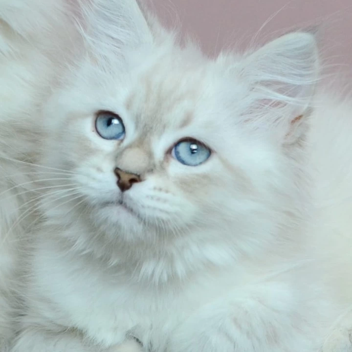 Ul'yana Siberian Kittens | Large selection of kittens. 