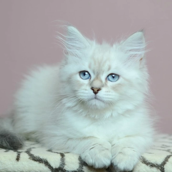 Ul'yana Siberian Kittens | Large selection of kittens. 