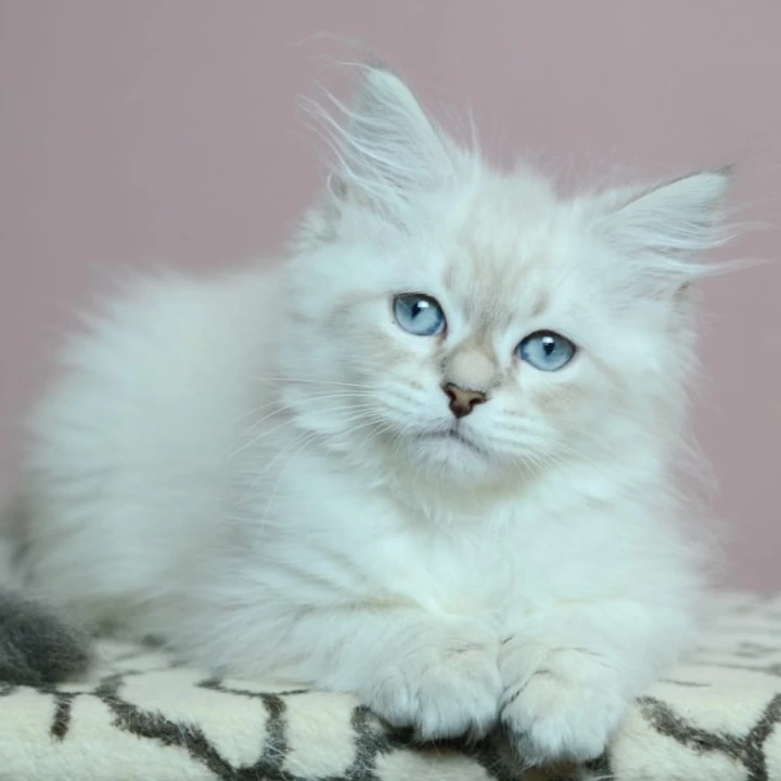 Ul'yana Siberian Kittens | Large selection of kittens. 