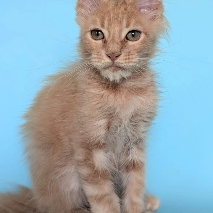 Stuart Maine Coon Kittens | Kittens for sale.