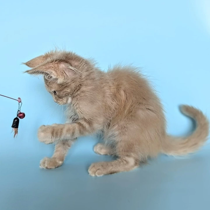 Stuart Maine Coon Kittens | Kittens for sale.