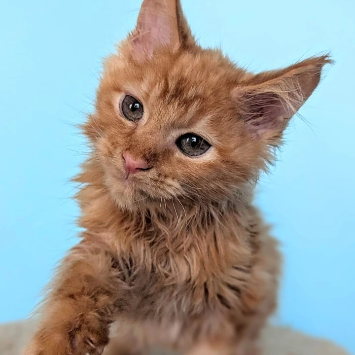 Rassel Maine Coon Kittens | Large selection of kittens. 