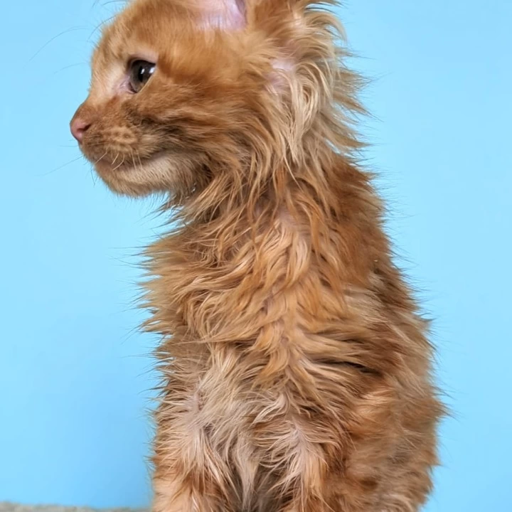 Rassel Maine Coon Kittens | Large selection of kittens.