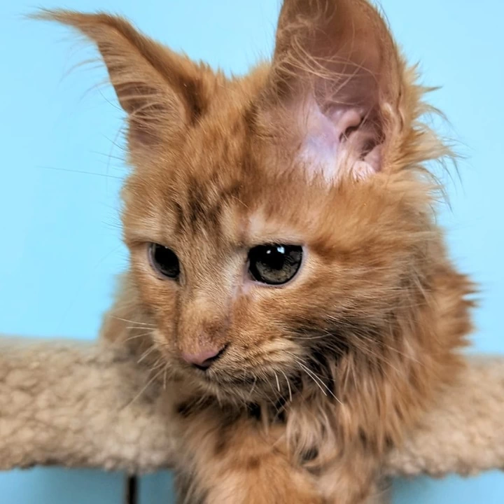 Rassel Maine Coon Kittens | Large selection of kittens.