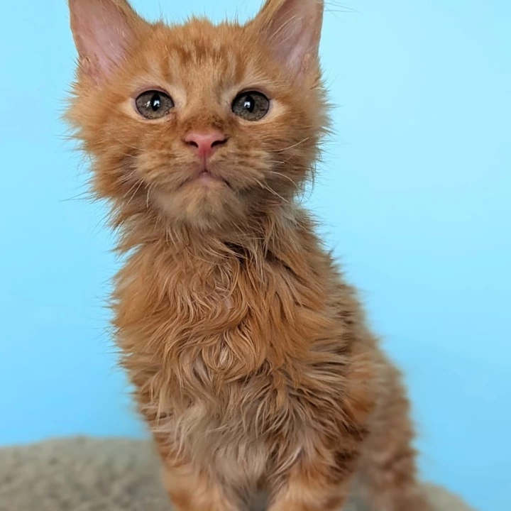 Rassel Maine Coon Kittens | Large selection of kittens. 