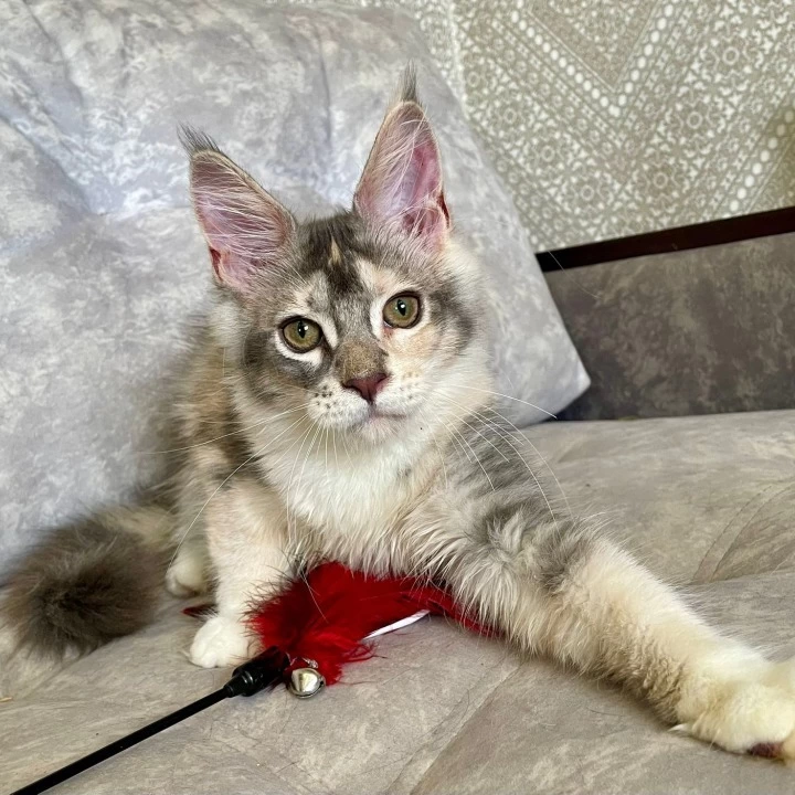 Esenia Maine Coon Kittens | Kitten for sale. 