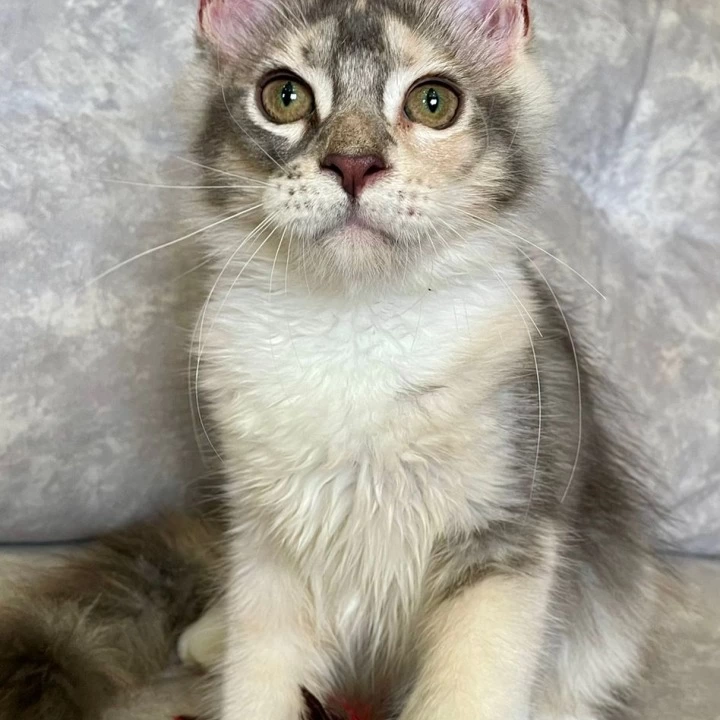 Esenia Maine Coon Kittens | Kitten for sale. 