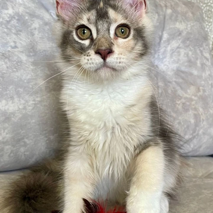 Esenia Maine Coon Kittens | Kitten for sale. 