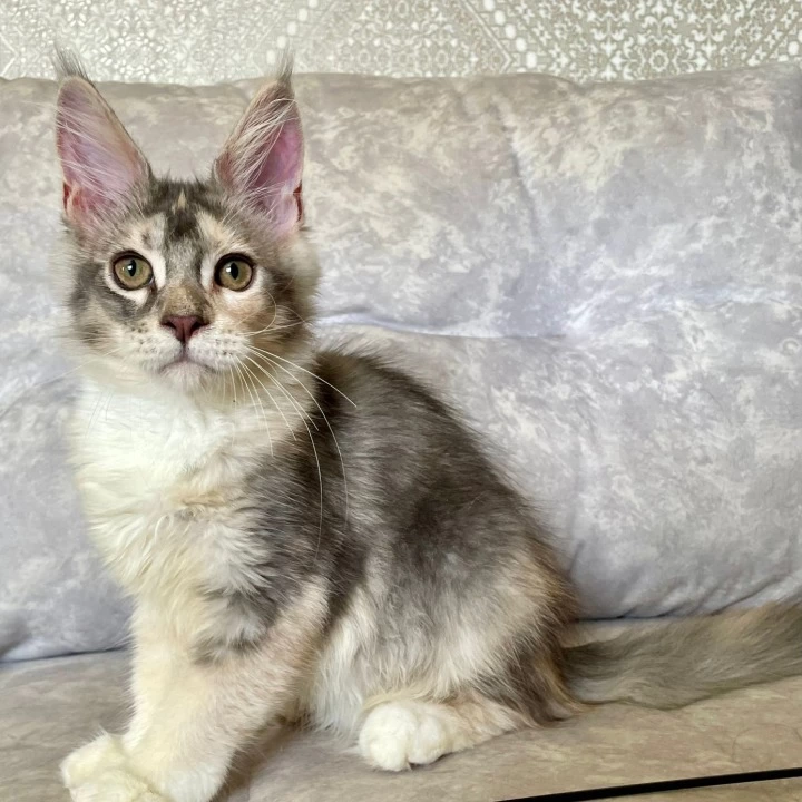 Esenia Maine Coon Kittens | Kitten for sale. 