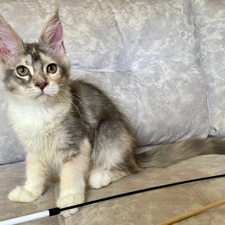 Esenia Maine Coon Kittens | Kitten for sale. 