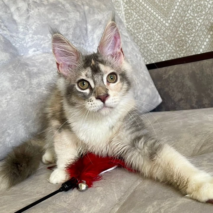 Esenia Maine Coon Kittens | Kitten for sale. 