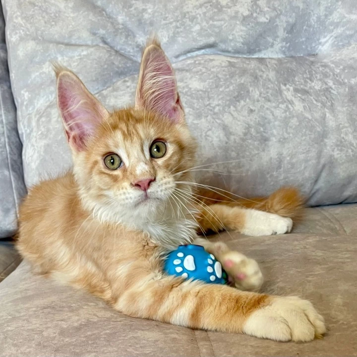 Grom Maine Coon Kittens | Large selection of kittens. 