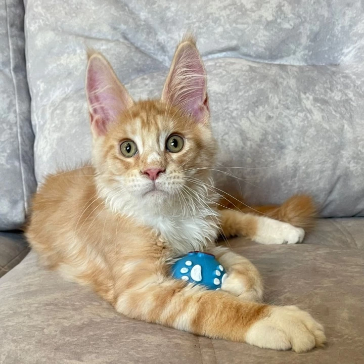 Grom Maine Coon Kittens | Large selection of kittens. 