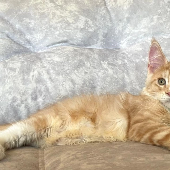 Grom Maine Coon Kittens | Large selection of kittens. 
