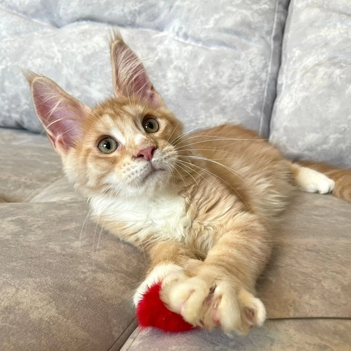 Grom Maine Coon Kittens | Large selection of kittens. 