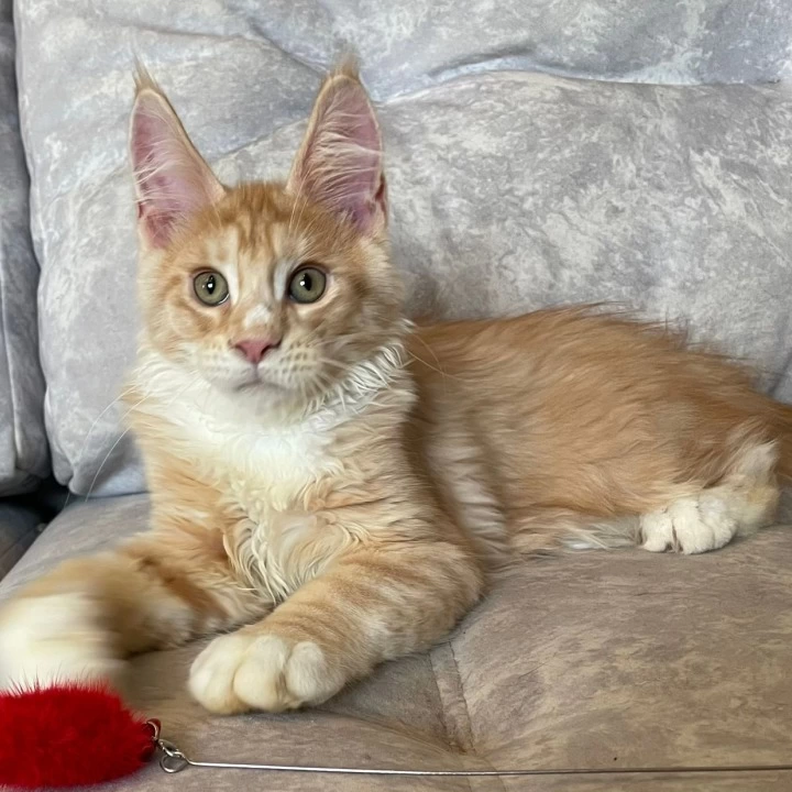 Grom Maine Coon Kittens | Large selection of kittens. 