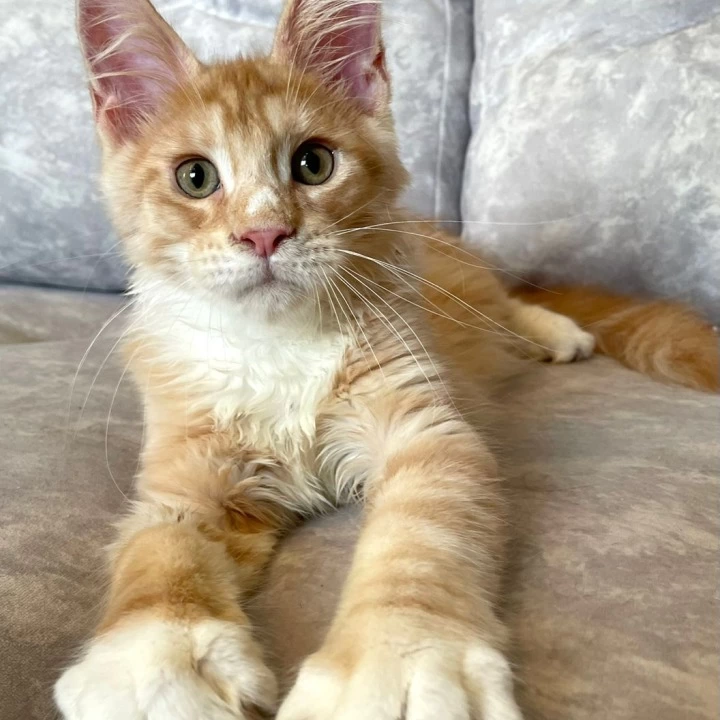 Grom Maine Coon Kittens | Large selection of kittens. 