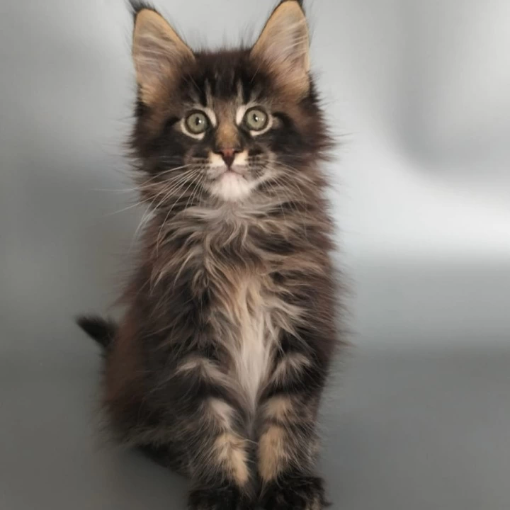 Uranus Maine Coon Kittens | Kittens for sale. 