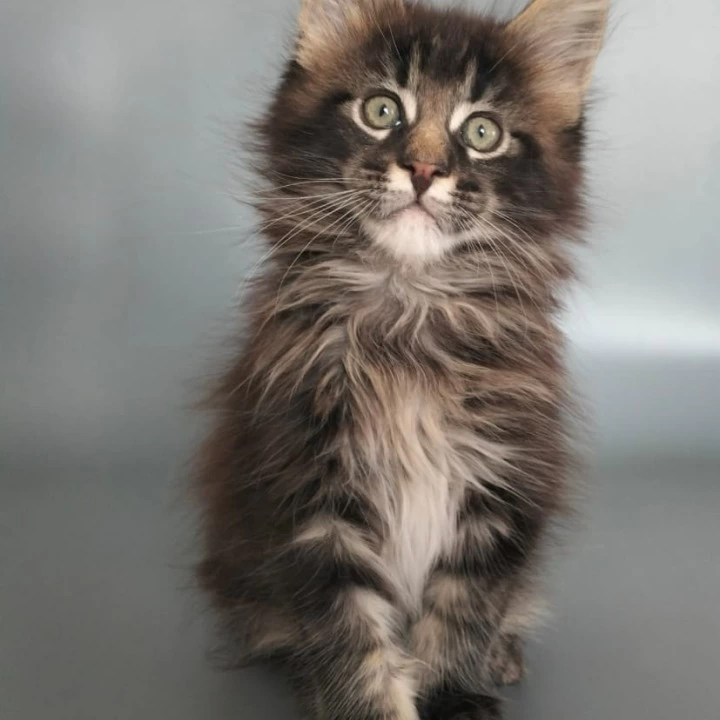 Uranus Maine Coon Kittens | Kittens for sale. 