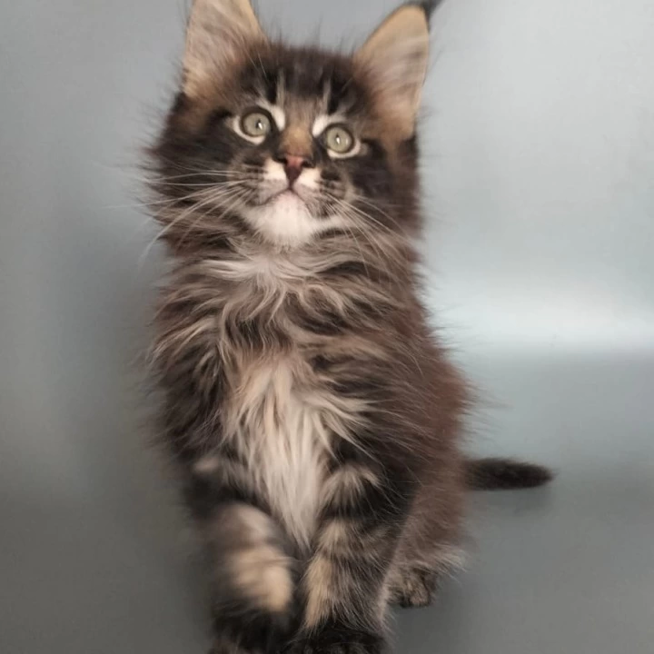 Uranus Maine Coon Kittens | Kittens for sale. 