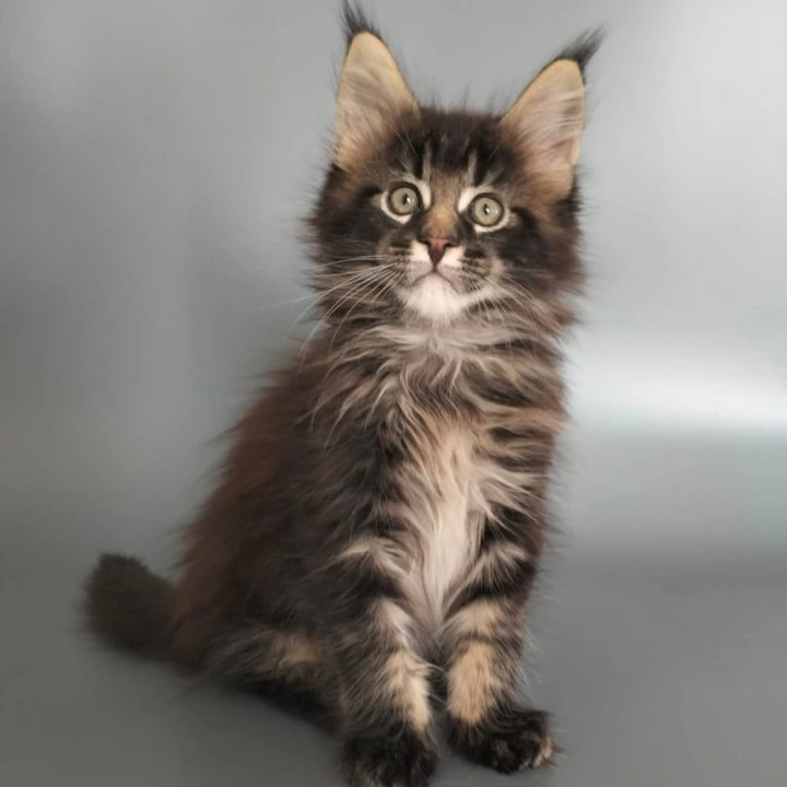 Uranus Maine Coon Kittens | Kittens for sale. 