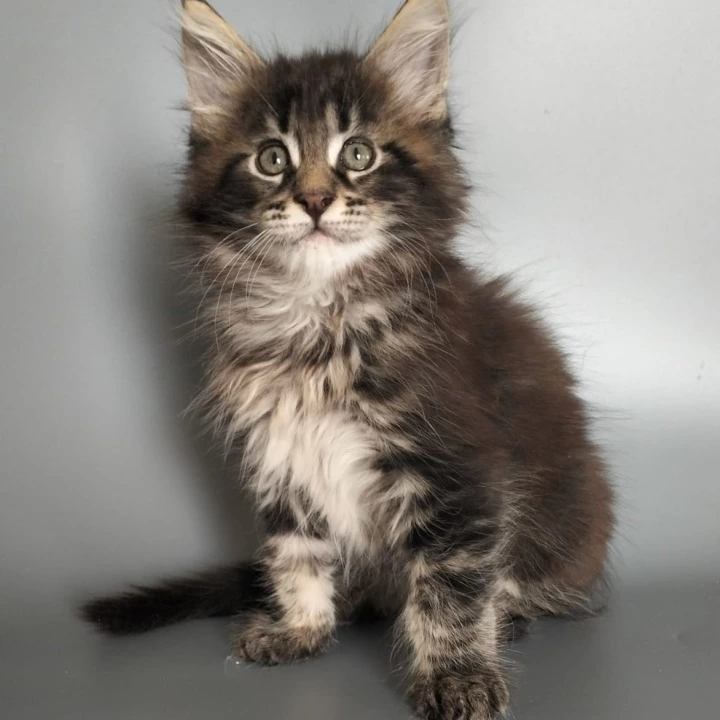 Umar Maine Coon Kittens | Kittens for sale. 