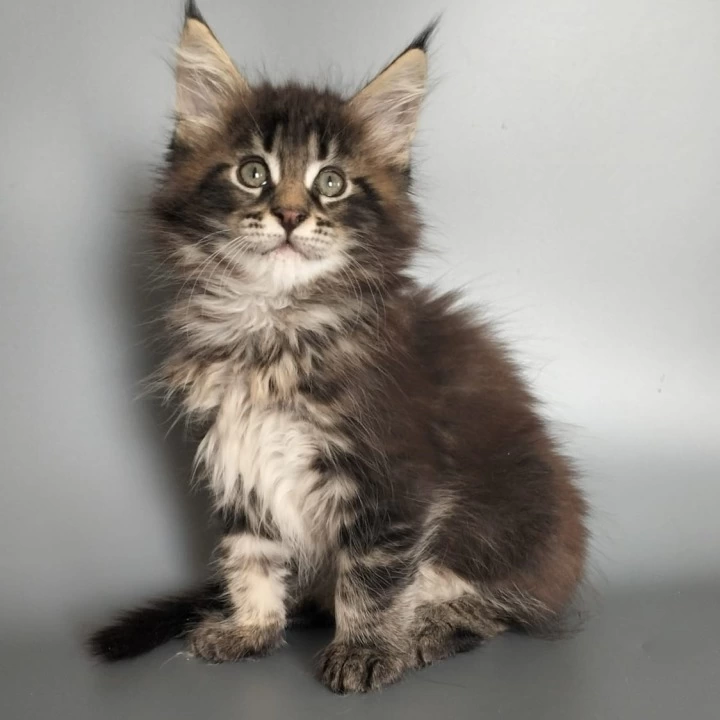 Umar Maine Coon Kittens | Kittens for sale. 