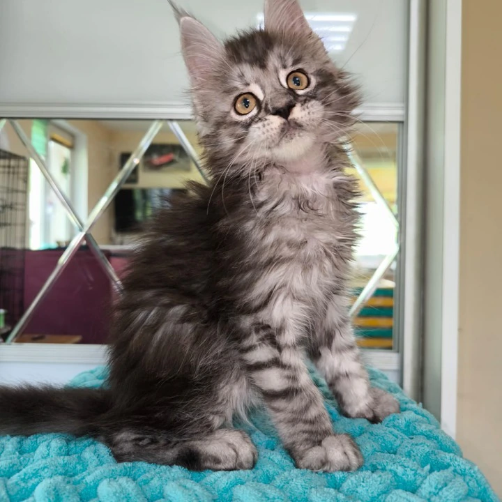 Hummer Maine Coon Kittens | Large selection of kittens. 