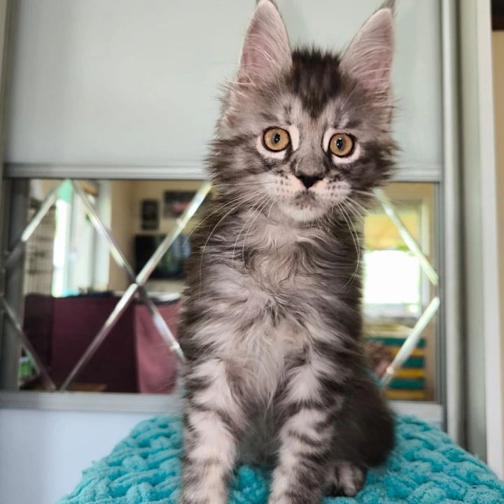 Hummer Maine Coon Kittens | Large selection of kittens. 