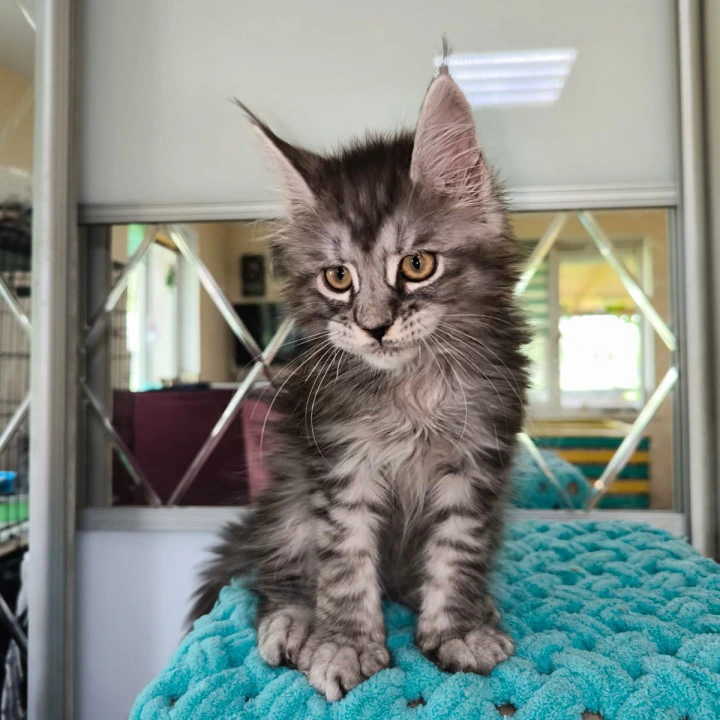 Hummer Maine Coon Kittens | Large selection of kittens. 