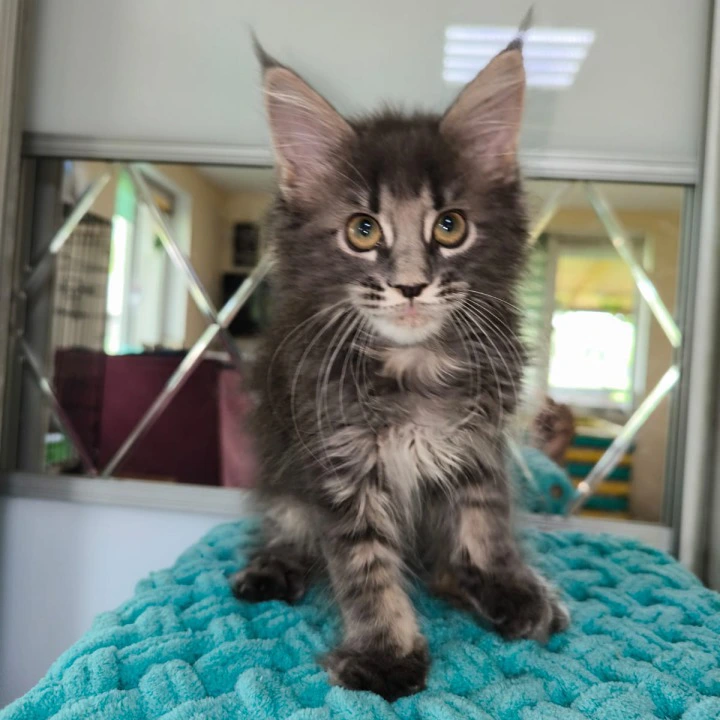 Hera Maine Coon Kittens | Buy a kitten. 