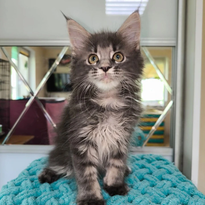 Hera Maine Coon Kittens | Buy a kitten. 