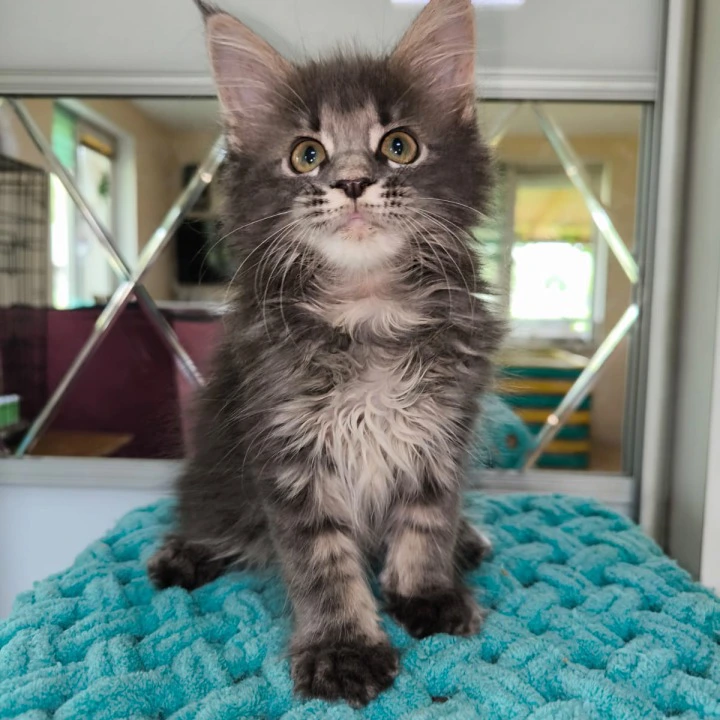 Hera Maine Coon Kittens | Buy a kitten. 