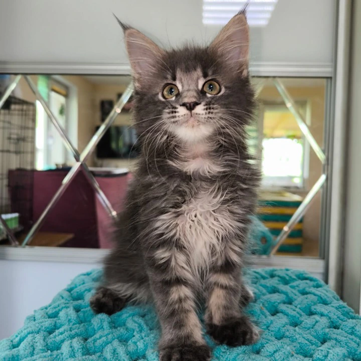 Hera Maine Coon Kittens | Buy a kitten. 