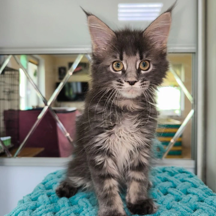 Hera Maine Coon Kittens | Buy a kitten. 
