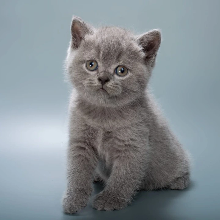 Illarion British Shorthair Kittens | Kittens for sale. 